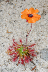Drosera barbigera