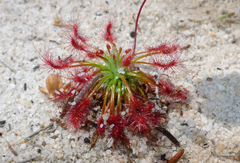 Drosera barbigera