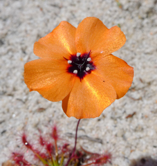 Drosera barbigera