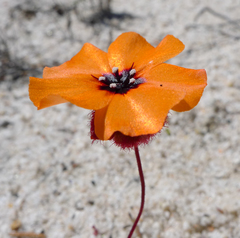 Drosera barbigera