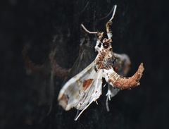 Neoleucinodes elegantalis