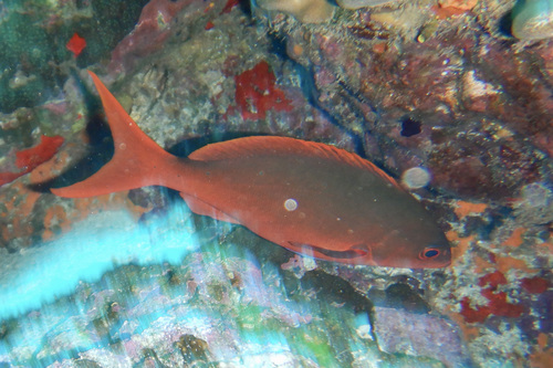 Pacific Creolefish