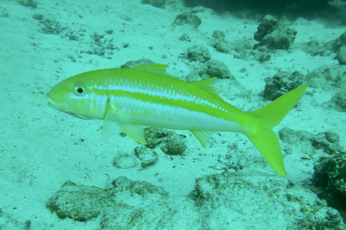 Goatfish (Mulloidichthys dentatus) — Mullidae — 2