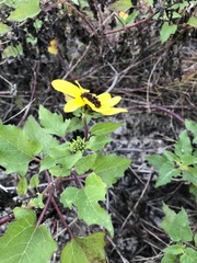 Helianthus debilis image