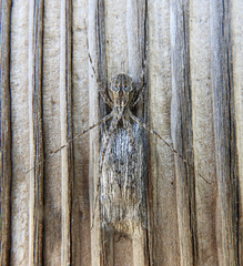 Tamopsis fickerti
