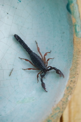 Bothriurus rochensis