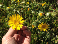 Grindelia stricta angustifolia