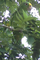 Amazona ochrocephala