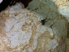 Paraphrynus carolynae