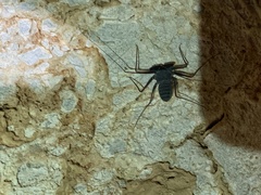 Paraphrynus carolynae