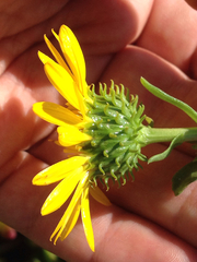 Grindelia stricta angustifolia