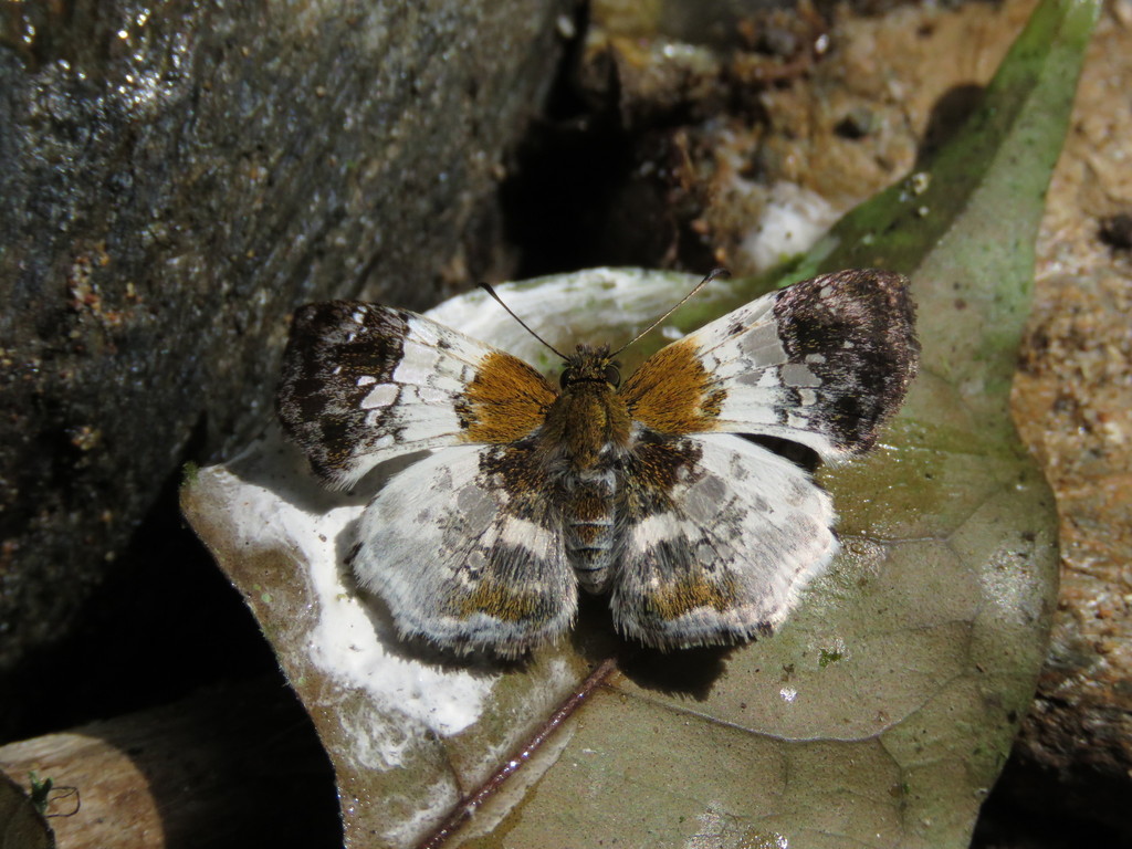 Diaeus varna