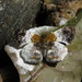 Diaeus varna - Photo (c) Lepidoptera Colombiana 🇨🇴,  זכויות יוצרים חלקיות (CC BY-NC), הועלה על ידי Lepidoptera Colombiana 🇨🇴