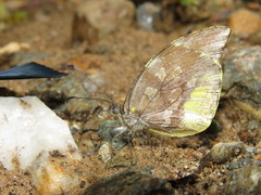 Lieinix nemesis nemesis