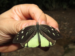 Lieinix nemesis nemesis