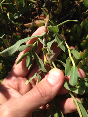 Grindelia stricta angustifolia