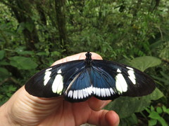 Heliconius cydno cydnides