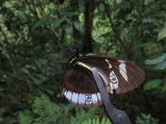 Heliconius cydno cydnides