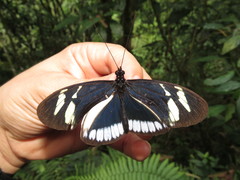 Heliconius cydno cydnides