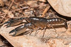 Tenuibranchiurus glypticus