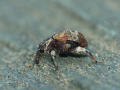Conotrachelus anaglypticus