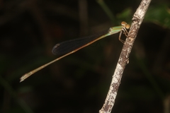 Leptobasis vacillans