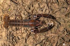 Tenuibranchiurus glypticus