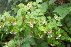 Idaeobatus
