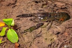 Tenuibranchiurus glypticus