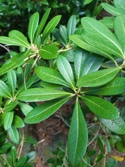 Pittosporum tobira