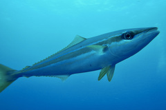 Elagatis bipinnulata