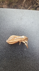 Abantiades latipennis