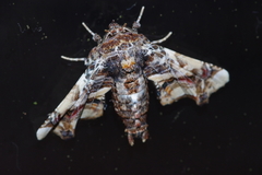 Eutelia adulatricoides