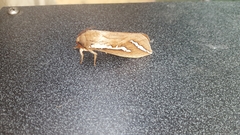 Abantiades latipennis