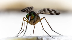 Heteropsilopus ingenuus