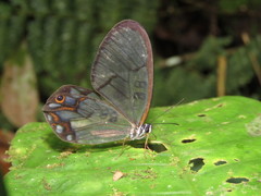 Pseudohaetera hypaesia