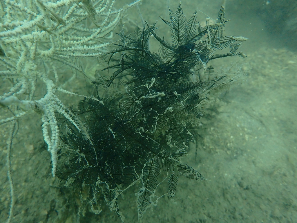 Lytocarpia nigra