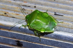 Glaucias subpunctatus