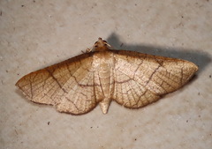 Hypolamprus ypsilon