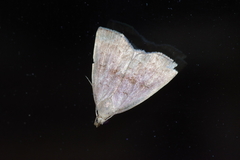 Polypogon ryukyuensis