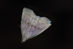 Polypogon ryukyuensis