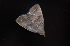 Polypogon ryukyuensis