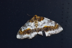 Abraxas miranda aesia