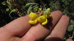 Calceolaria microbefaria