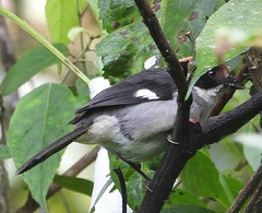 Atlapetes leucopterus