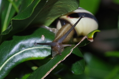 Satsuma