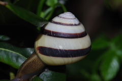 Satsuma