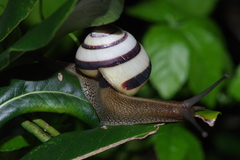 Satsuma
