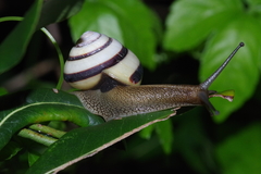 Satsuma