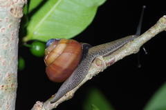 Satsuma